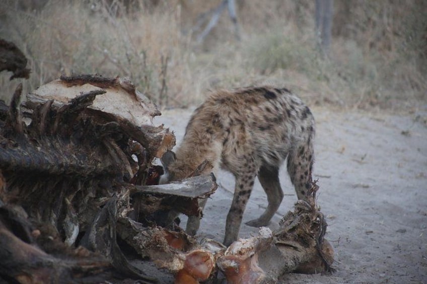 A hyena near a pile of wood and debris. 2