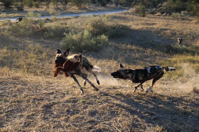 Two dogs running in a dry grass field with sparse vegetation and a few trees in the background. 1
