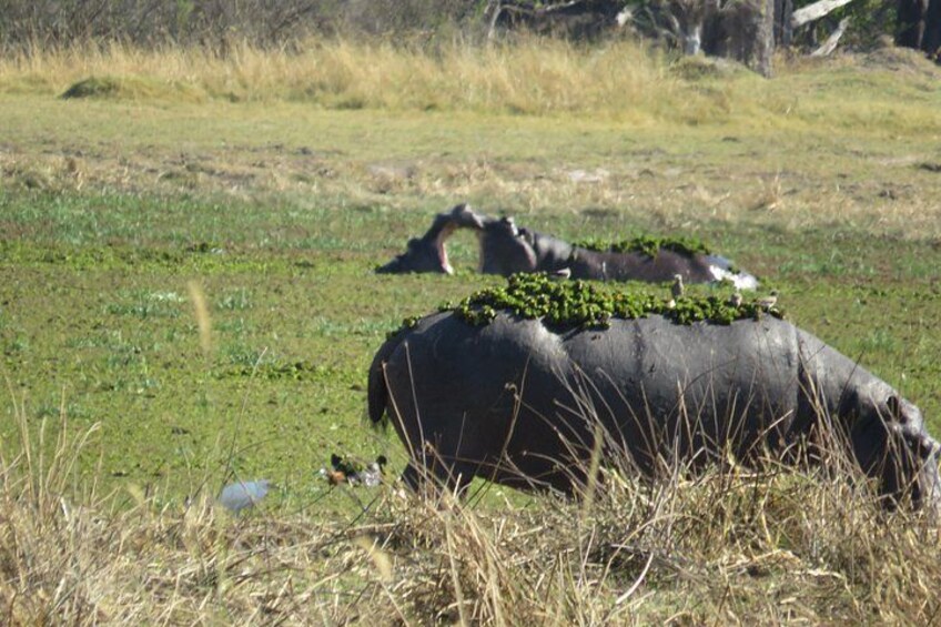 A large hippopotamus lying in a grassy field with vegetation on its back. 4