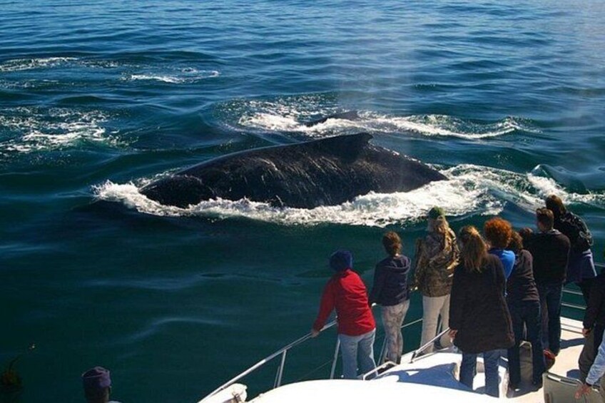 Une baleine surgissant à la surface de l’océan, tandis qu’un groupe de personnes l’observe depuis un bateau. 1