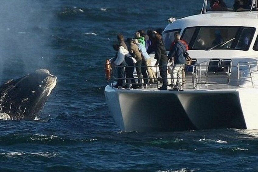 Un bateau rempli de personnes observant une baleine qui saute hors de l’eau. 5