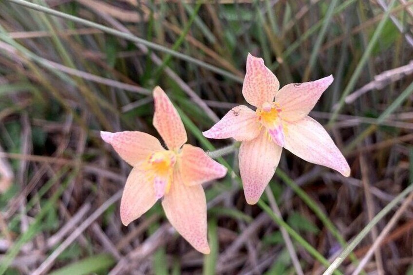 Twee bleekroze bloemen met gele kernen in een grasveld. 4