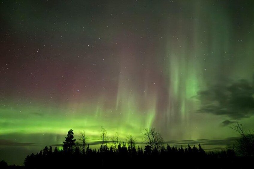 The Northern Lights over a forested landscape at night. 5