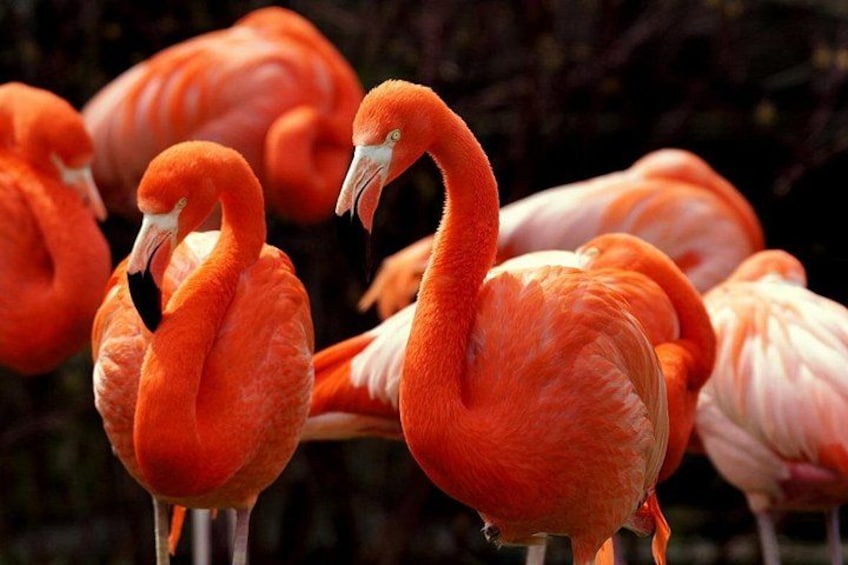 A group of flamingos standing close together. 1