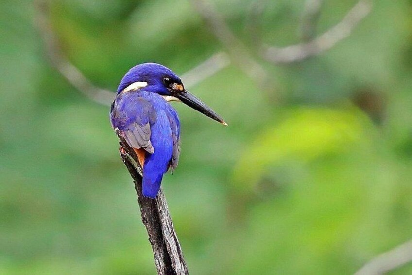 Ein Vogel mit blauem Gefieder sitzt auf einem Ast. 5