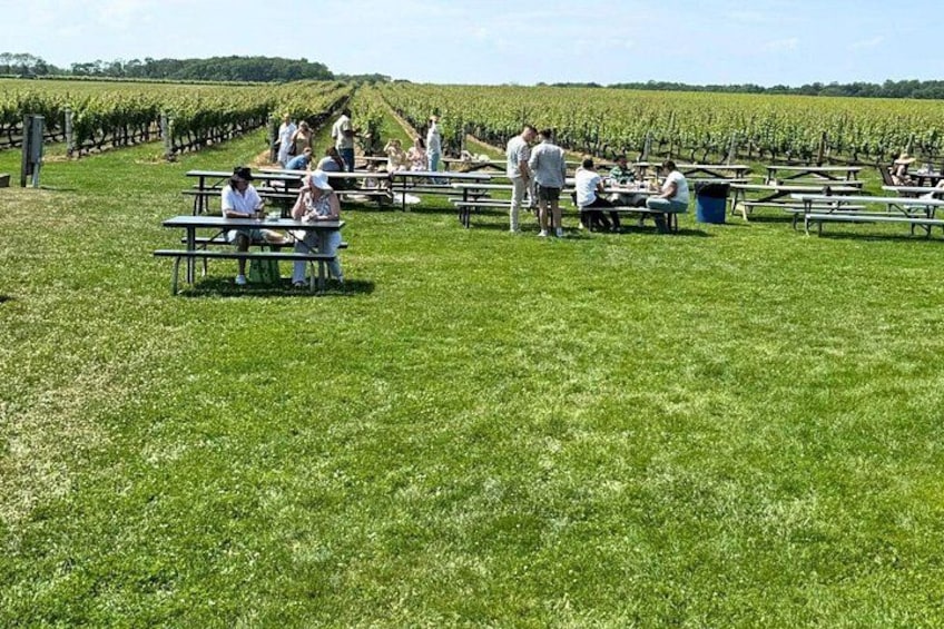 Viñedo con gente sentada en mesas de picnic, hileras de parras y cielo despejado. 3