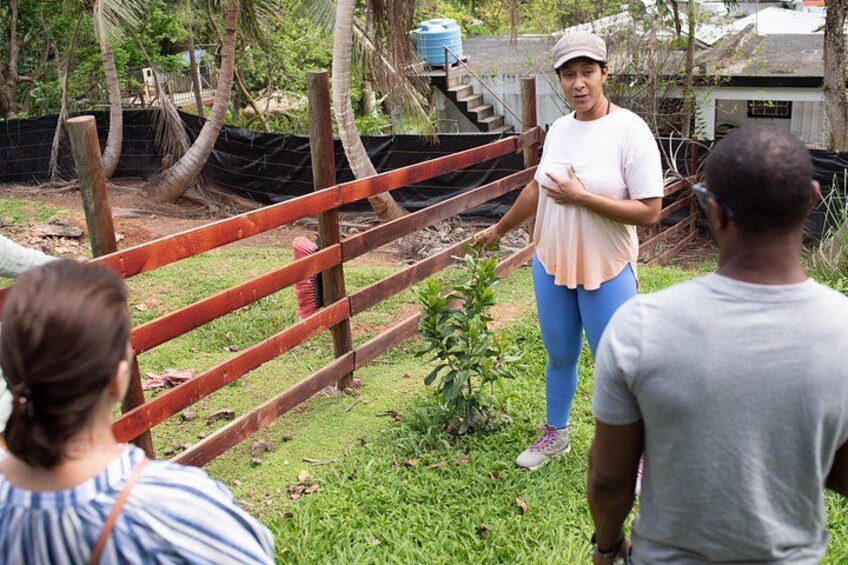 Learning about Medicinal Plants of Puerto Rico 2