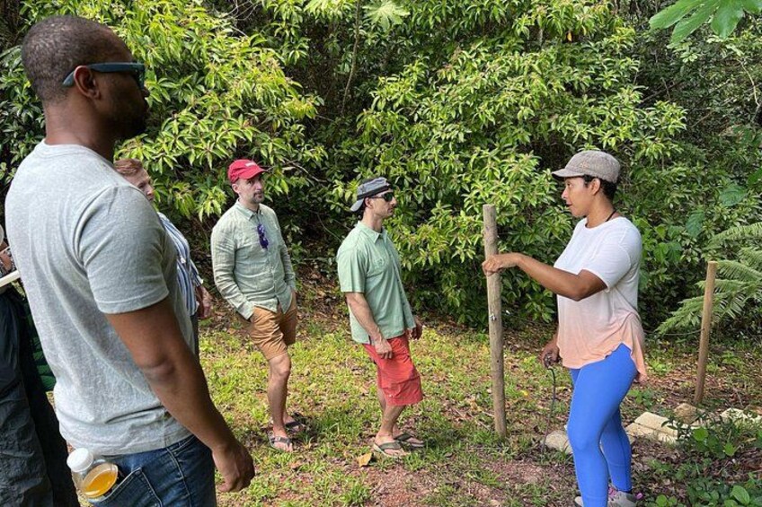 Learning about Medicinal Plants of Puerto Rico 2