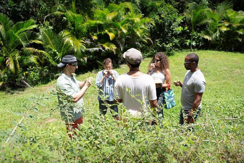 Learning about Medicinal Plants of Puerto Rico 3