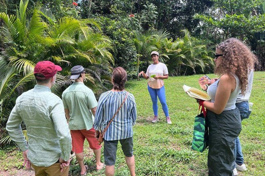 Learning about Medicinal Plants of Puerto Rico 4