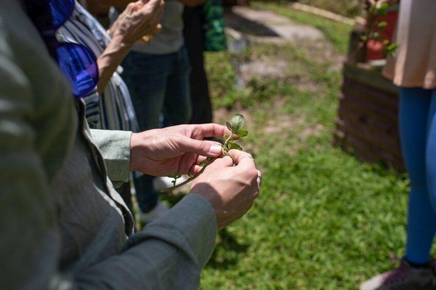Learning about Medicinal Plants of Puerto Rico 4
