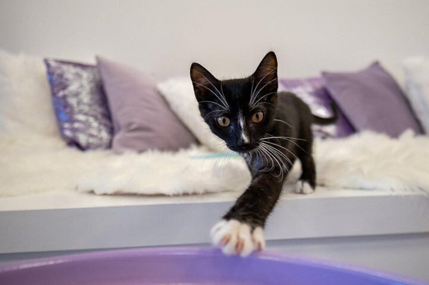 Ultimate cat experience at Austin's cat cafe 2