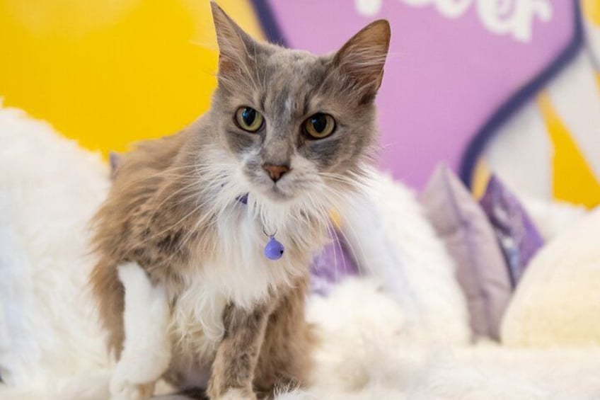 Un gato con una etiqueta azul sentado sobre una superficie blanca y mullida. 4