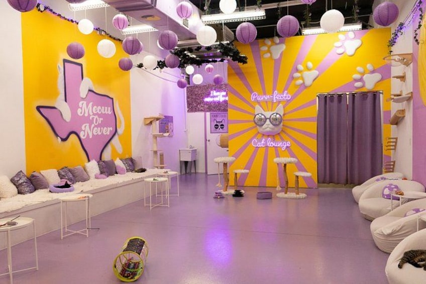 Ultimate cat experience at Austin's cat cafe 4