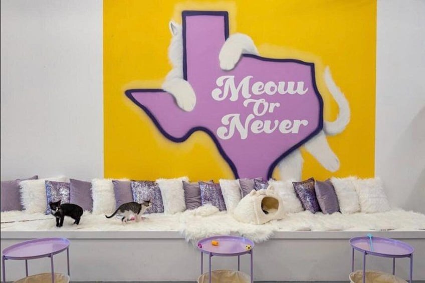 Ultimate cat experience at Austin's cat cafe 3