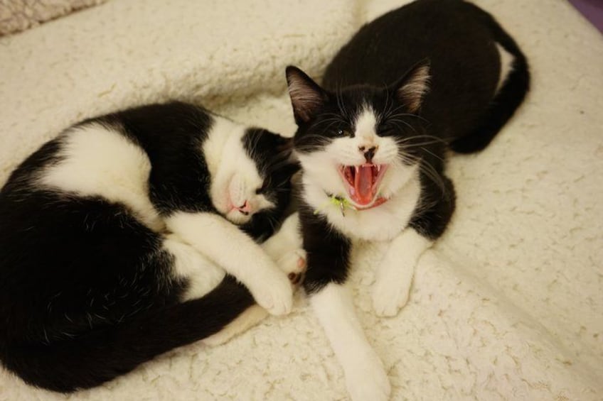 Dos gatos descansando sobre una manta blanca con textura. 2