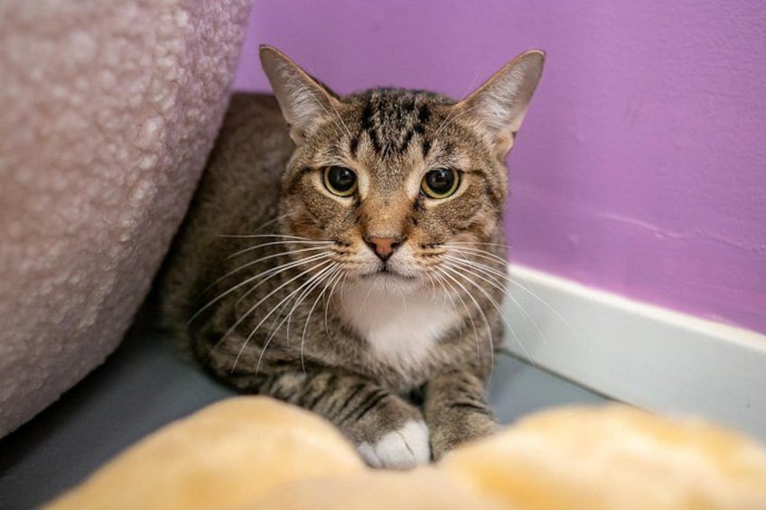 Ultimate cat experience at Austin's cat cafe 2