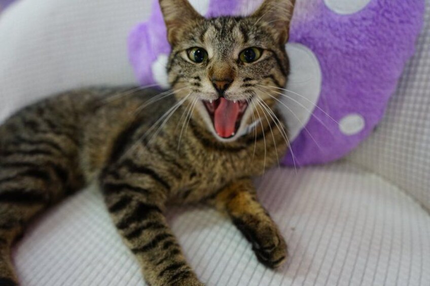 Un gato atigrado con la boca abierta, recostado sobre una superficie blanca con un almohá de color púrpura al fondo. 3