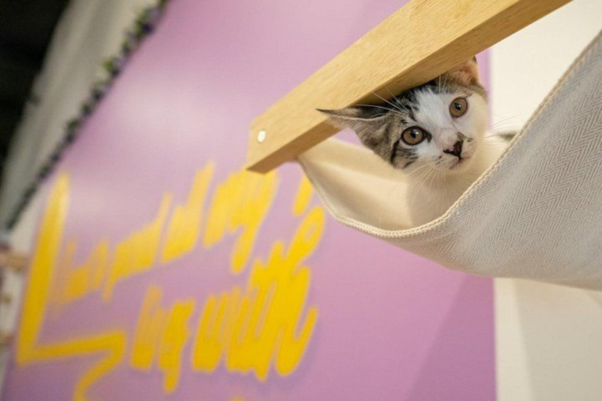 Ultimate cat experience at Austin's cat cafe 4
