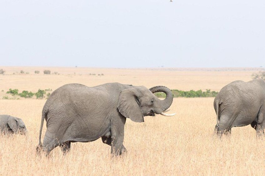 Elephants in a dry grassland with sparse vegetation. 3