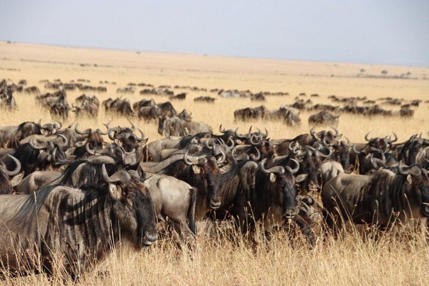 A large herd of wildebeests in a grassy savannah. 5