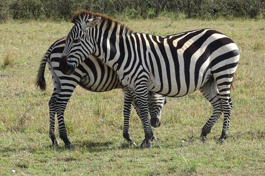 Two zebras standing in a grassy field with trees in the background. 4