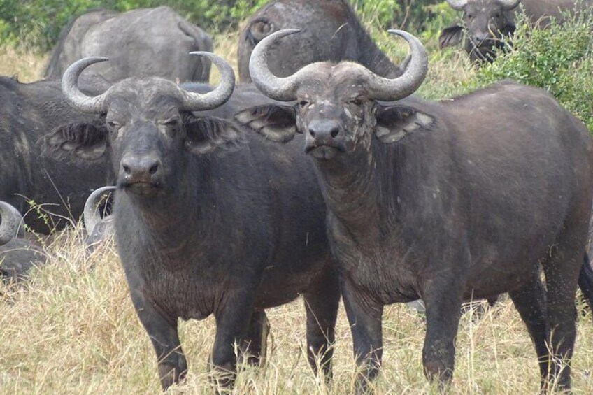 A group of buffalo with large curved horns in a grassy field. 1