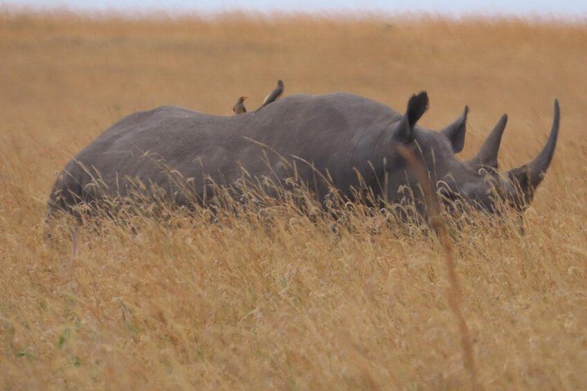 A rhinoceros grazing in a field with dry grass and a few birds in the background. 2