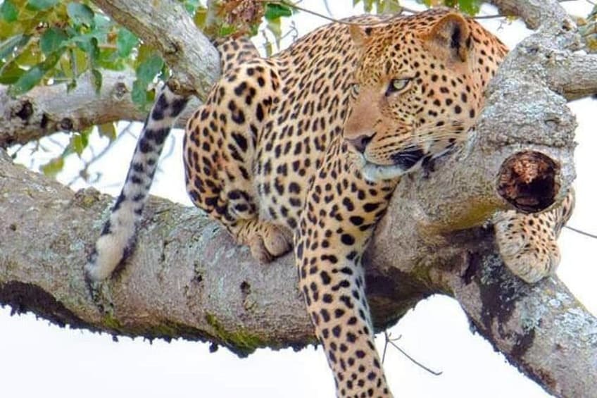 A leopard resting on a tree branch. 1