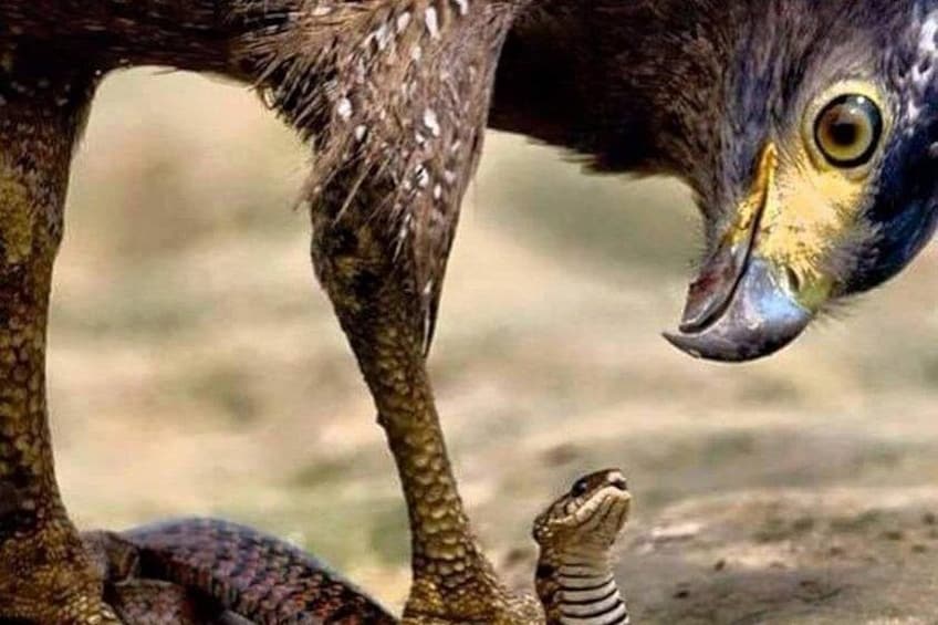 A large bird with a dark head and yellow markings, and a smaller snake on the ground. 4