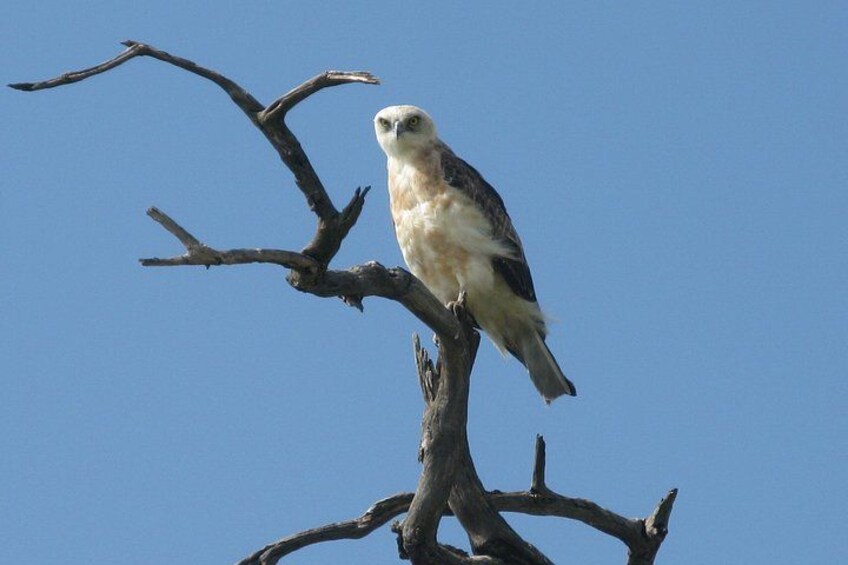 A bird perched on a bare tree branch against a clear blue sky. 2