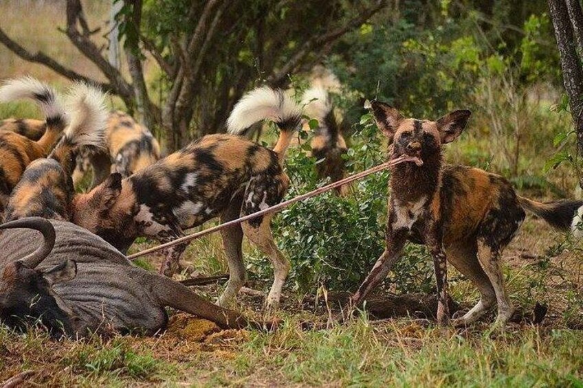 A group of wild dogs in a natural setting with dense vegetation and trees. 3
