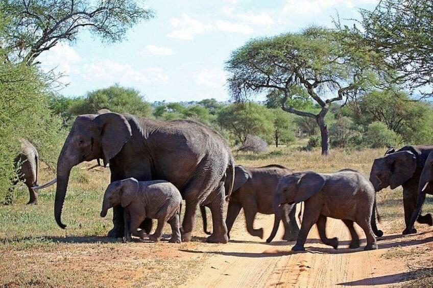 A group of elephants walking on a dirt path in a savannah landscape with sparse trees. 5