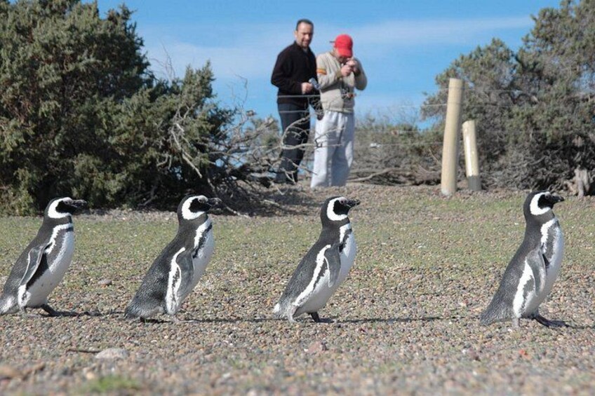 A Day with Penguins Punta Tombo Private Tour 4
