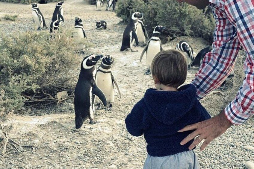 A Day with Penguins Punta Tombo Private Tour 3