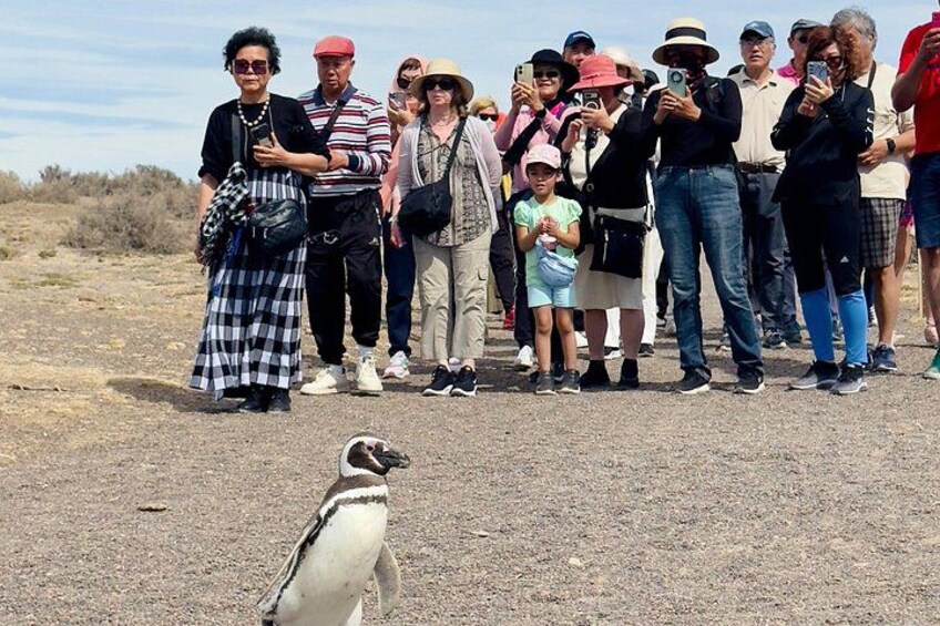 A Day with Penguins Punta Tombo Private Tour 1
