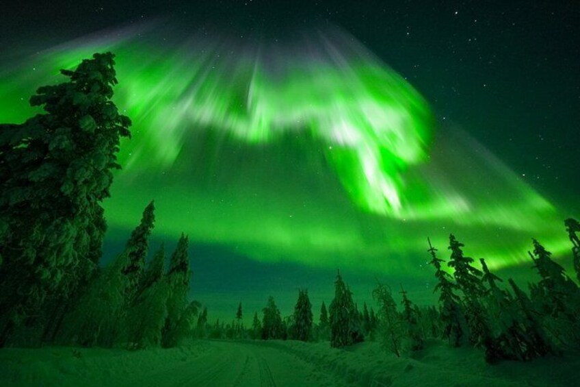The Northern Lights over a snowy forest. 1