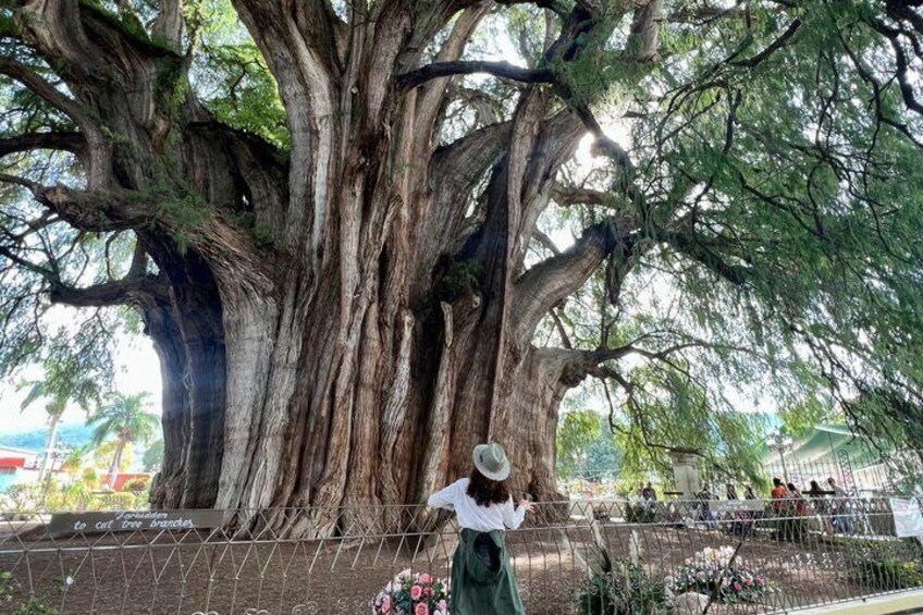 Hierve el Agua & Tule Tree: Half-Day Tour with a Certified Guide 2
