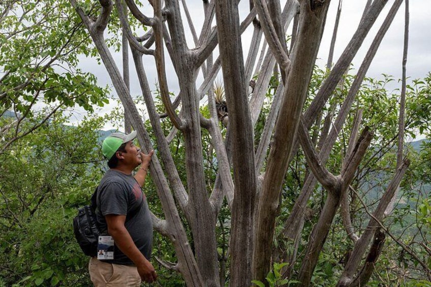 A person standing near a tree with a complex branching structure. 4
