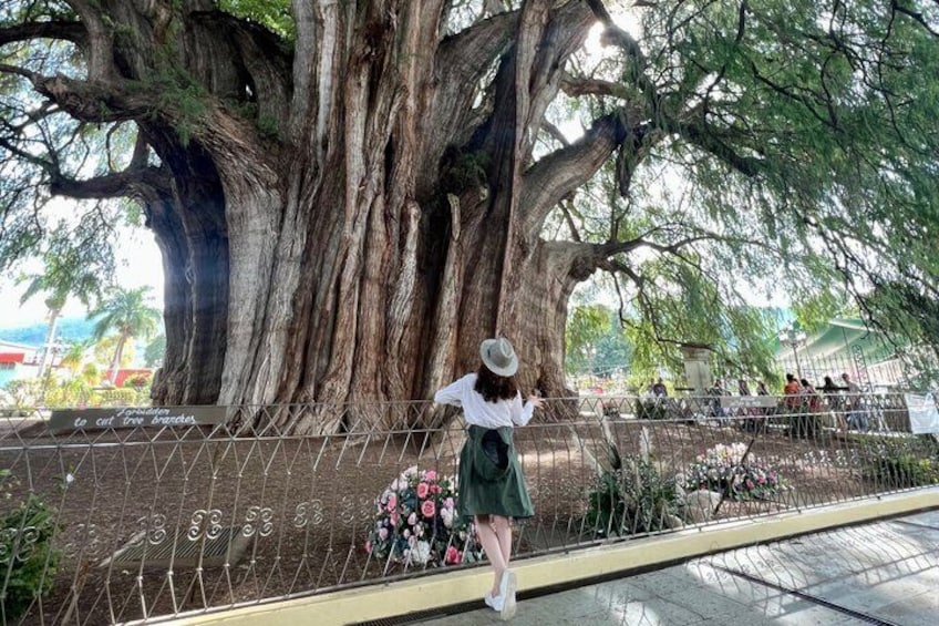 A large tree, a person with a hat, and a fence. 2