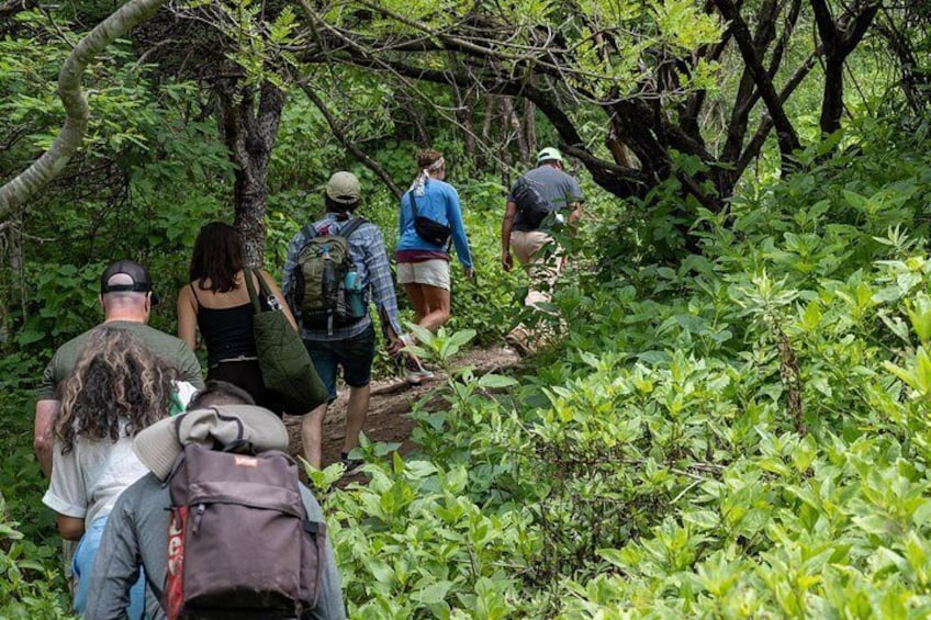 A group of people hiking through a dense forest with a narrow trail. 5