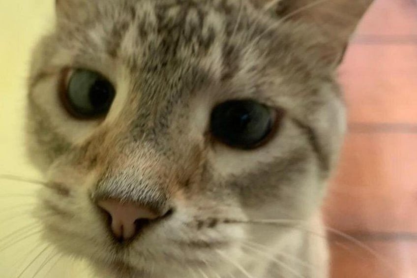 A close-up of a cat's face. 5