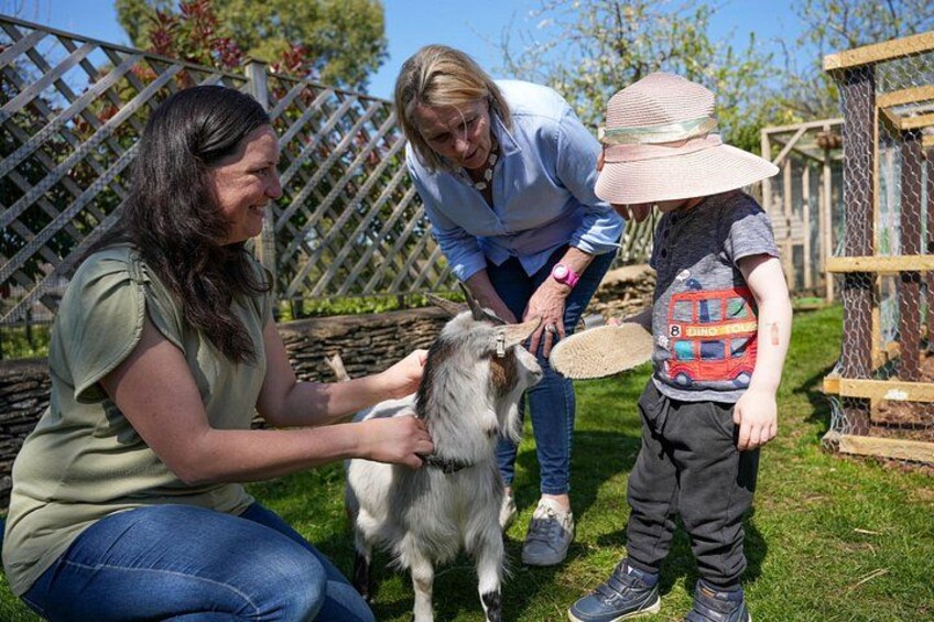 Pygmy Goat Walk 2