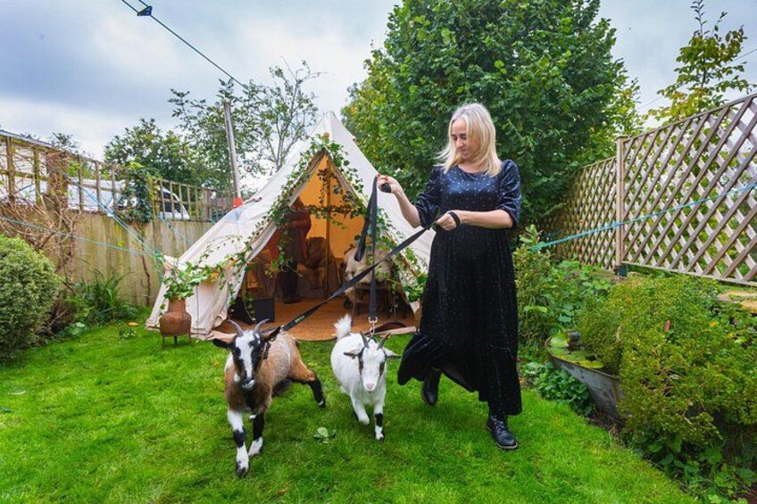 Pygmy Goat Walk 5