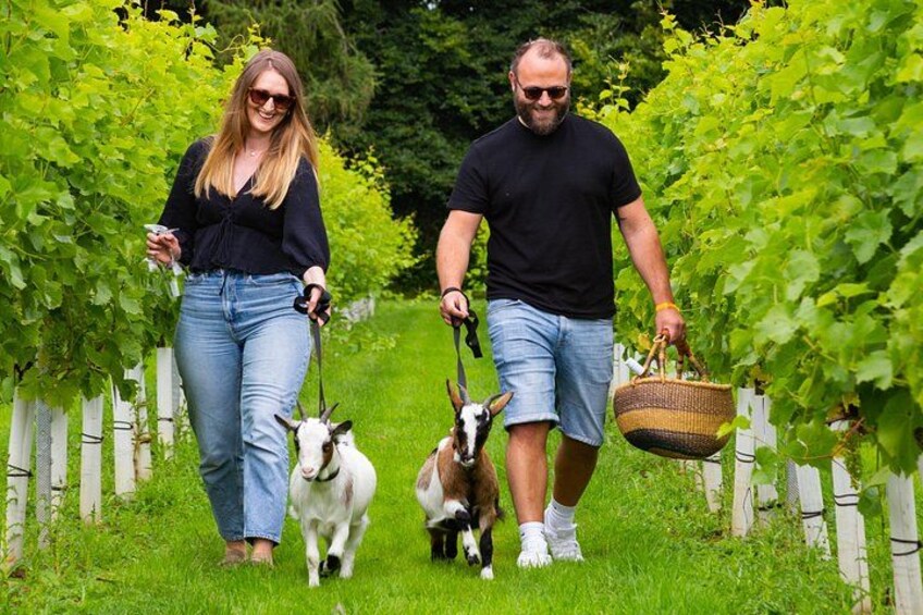 Pygmy Goat Walk 3