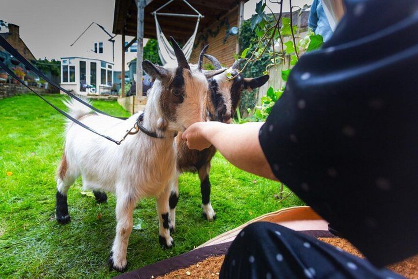 Pygmy Goat Walk 1