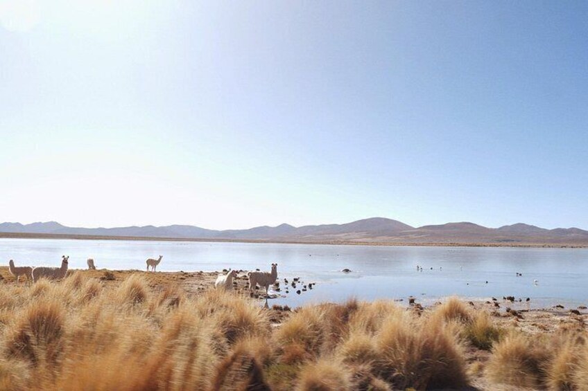 A lake with mountains in the background and grazing animals in the foreground. 5