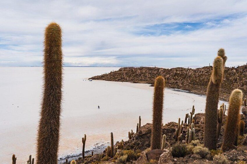 A desert landscape with tall cacti and a distant shoreline. 2