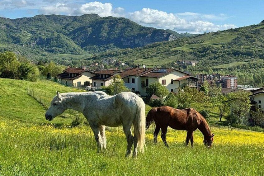 Horseback Ride through the Emilian Hills from Vergato 5
