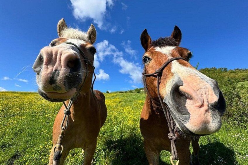 Horseback Ride through the Emilian Hills from Vergato 3